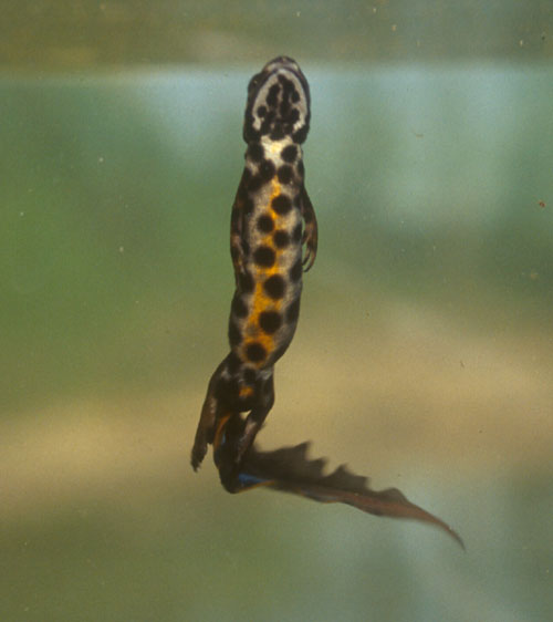 Liten salamander, hann, på veg opp for å snappe luft. Foto: Norsk Naturarv